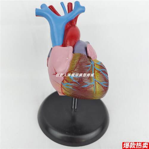 人体自然大1:1心脏解剖模型可拆W卸器官内脏B超彩超医学用玩具教