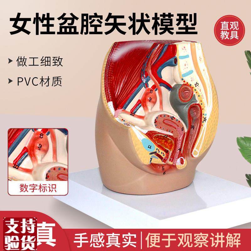 教学女盆腔模型女性泌尿生殖系统标D本正中矢状切人体解剖教学模,玩具/童车/益智/积木/模型,其他模型玩具,淘宝优惠券,粉丝福利购,淘宝优惠卷