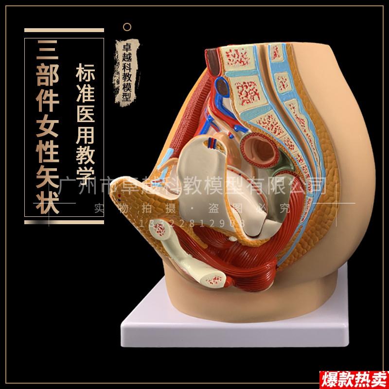 正品女性S盆腔解剖模型生殖泌尿子宫妇科医学模型骨盆模型包邮