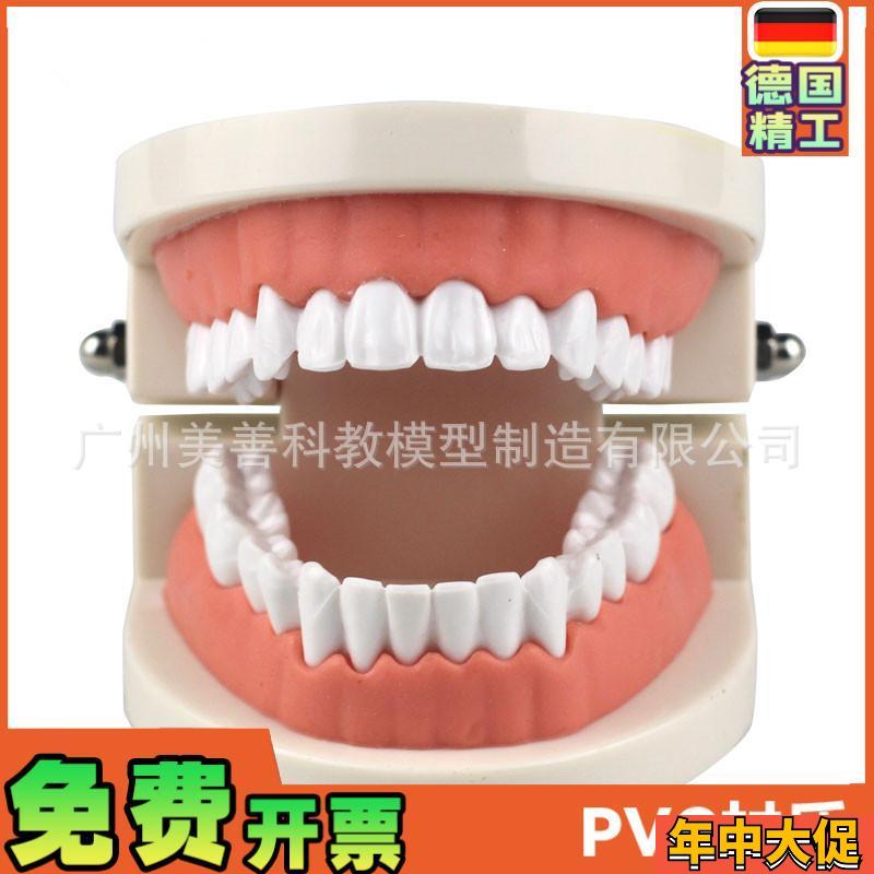 牙齿模型教学模j型牙科材料口腔材料假牙模型口腔模型儿童幼儿园