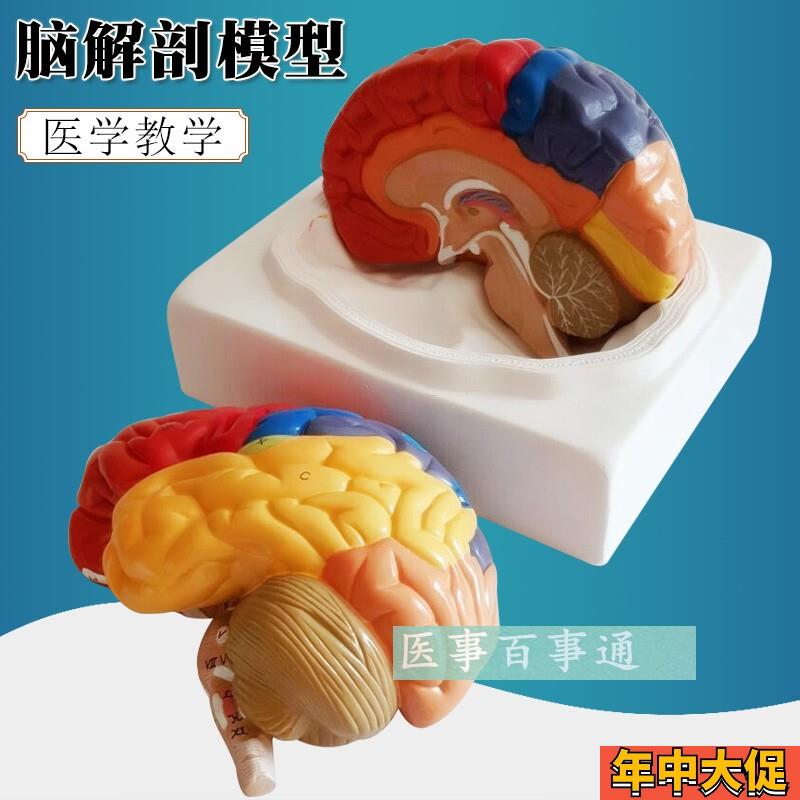 医学教学人脑模型 人体脑色分带血管八件K套,人体脑解剖模型脑模