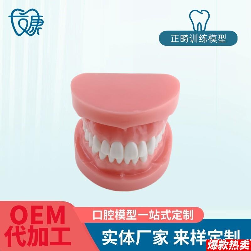 正畸错位牙齿模型牙齿矫正模型M厂家直供口腔教学模型牙齿托槽矫