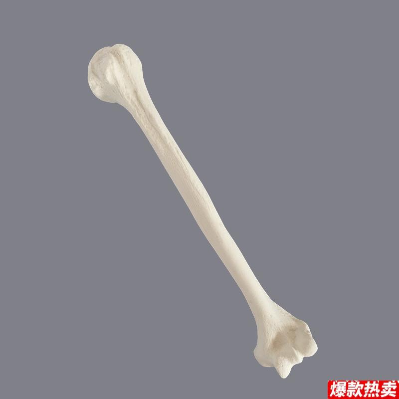 肱骨模型手术实操用仿真骨1s比1假骨头四肢散骨人体骨骼关节医用