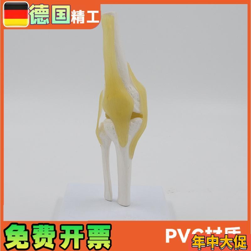 小型膝关节模型可弯曲韧带医学礼品人体I骨骼解剖教具股骨康复骨