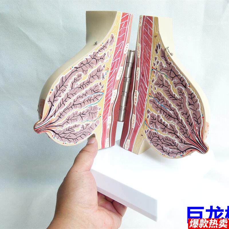 女性哺乳期乳房模型解剖女性乳房模型出口欧美优Y质PVC材质