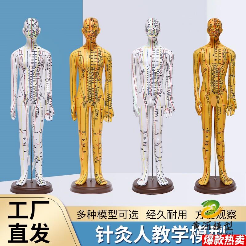 超清大字人体针灸穴位模型经络铜人刻字l教学中医学男女穴位针灸