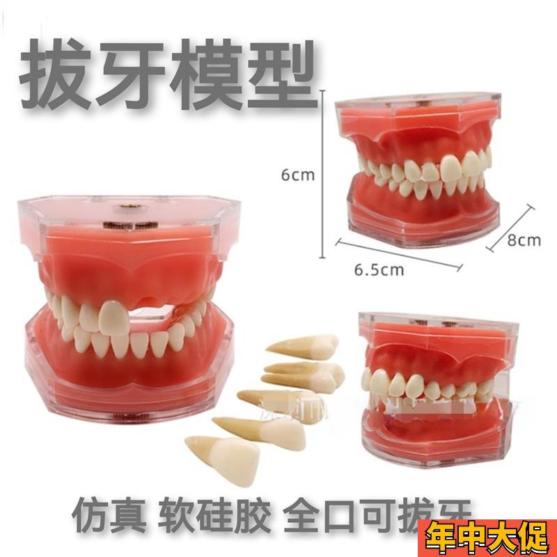 牙科模型口腔教学可拔牙软牙龈树脂牙科医患沟P通成人练习牙带牙