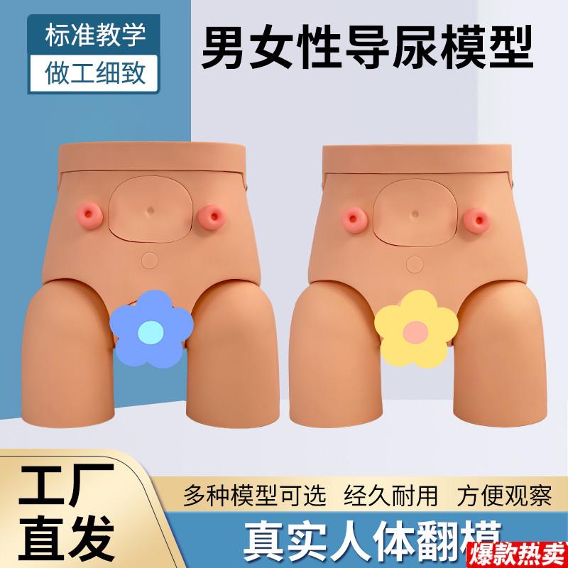 导尿模具高级男女可互换内外生殖器导尿模型K导尿直观练习模具