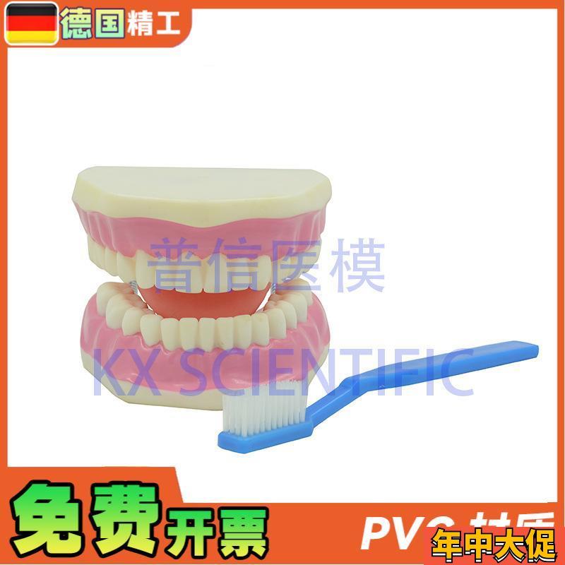 德国】KX-A520 普信 牙科口腔模型 刷牙教学牙医U教具 放大牙保健