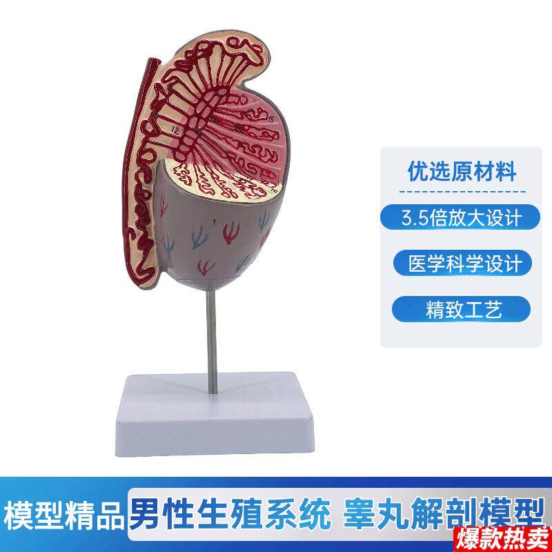 睾丸模型睾丸结n构模型生殖泌尿模型男性生殖器解剖计生展示用品