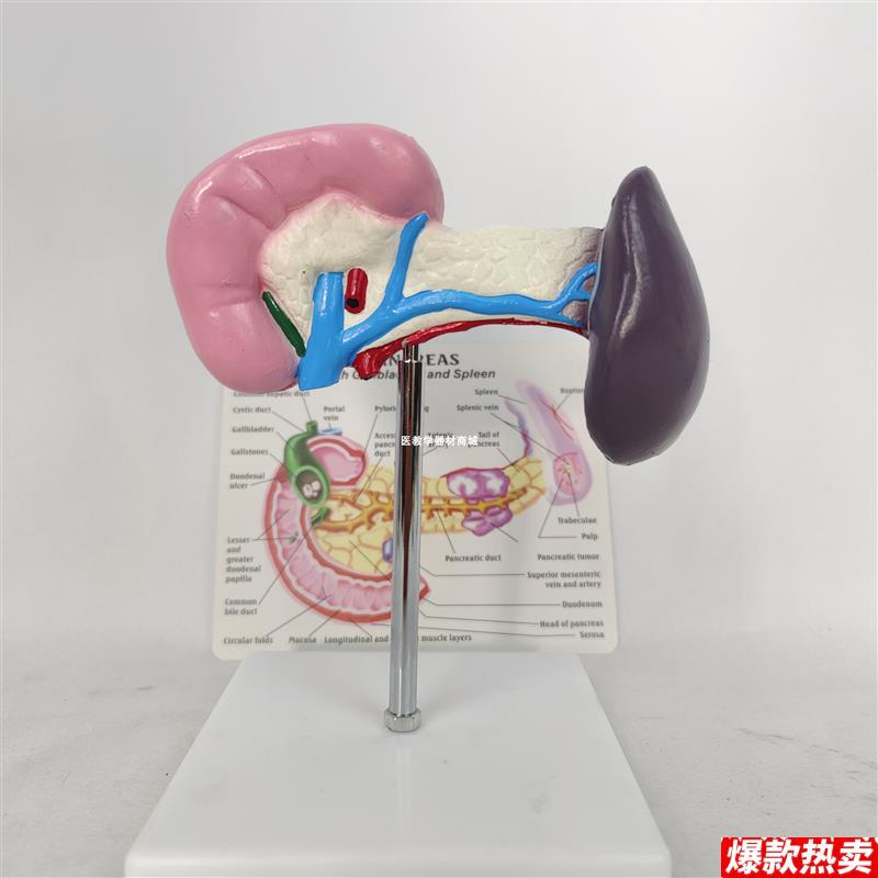 人体一比一健康脾脏胰q腺胰脏模型人类内脏器官解剖演示医学用具