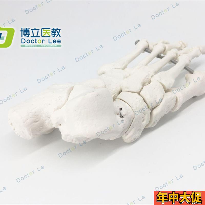 脚骨模型人体脚关节模型足部脚部骨骼构造踝O关节结构腓骨趾骨教