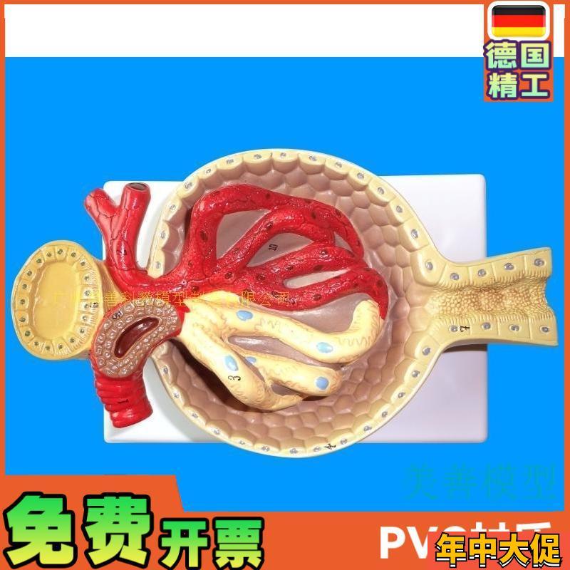 肾小球模型 肾脏模型 毛细v血管 肾解剖模型 教学教具医学 特惠