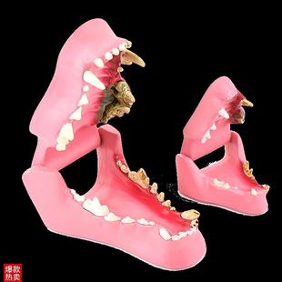 ENOVO颐诺狗l牙猫牙解剖犬齿猫科动物口腔牙齿正常病理模型