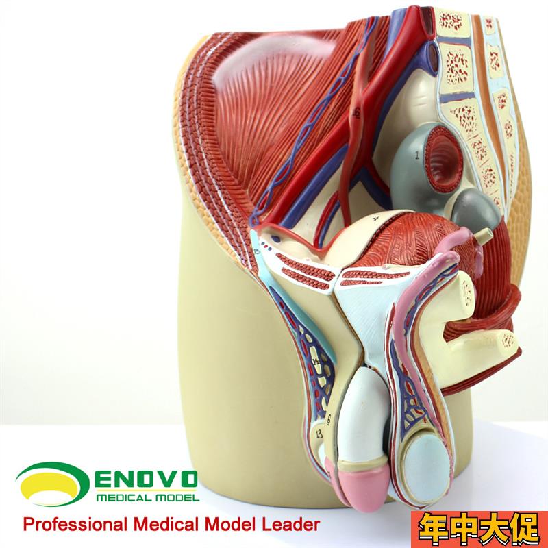 颐诺正品男性生殖泌尿系统模型男科盆腔O解剖结构模型前列腺