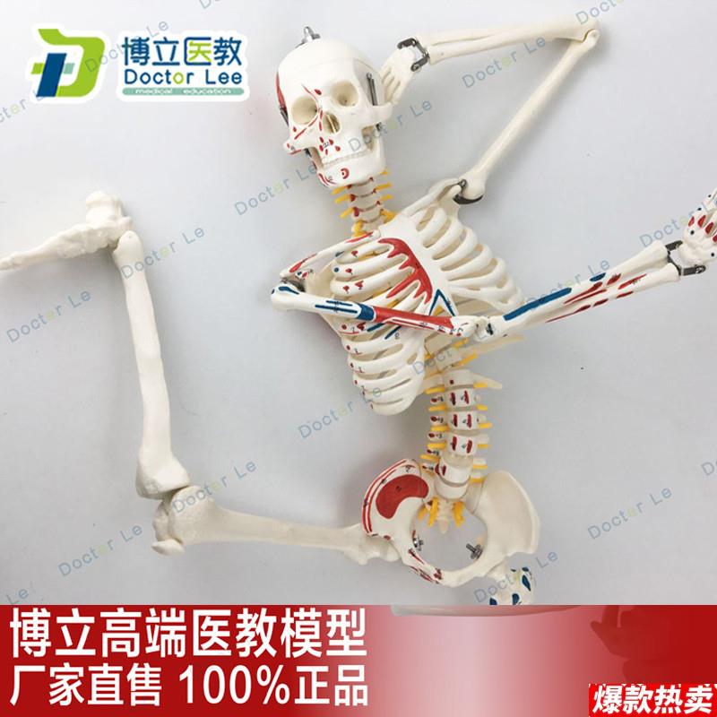 85CM人体骨骼模型神经T肌肉起止标数字小针刀骨骼解剖模型脊柱模