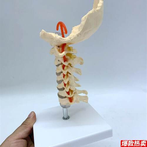 1:1人体颈椎带神y经模型脊椎骨骼骨架模型教学医用人体标本