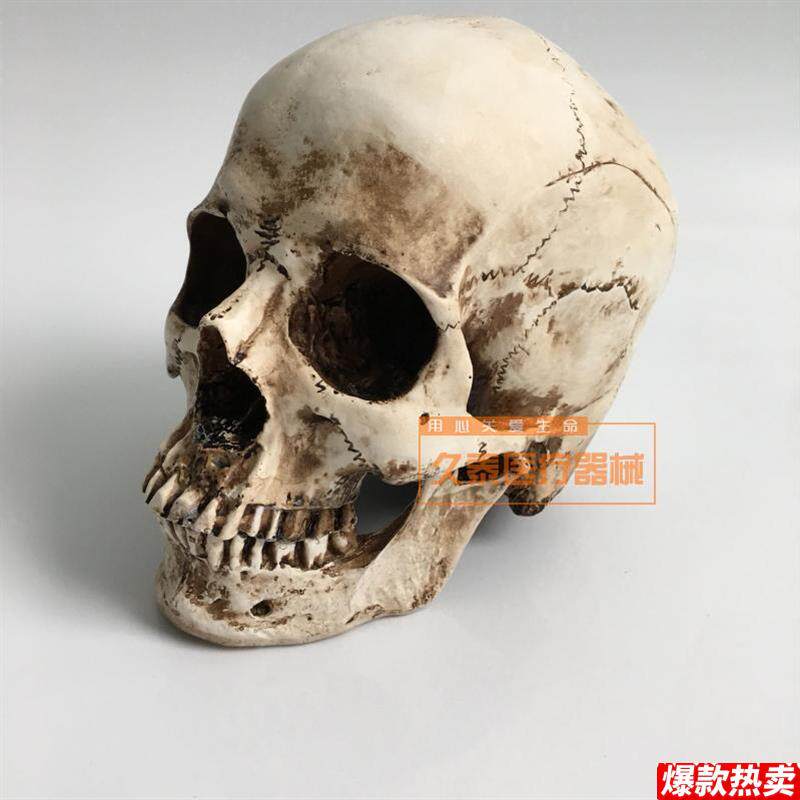 仿真人头骨模型树脂骷髅头医学头骨x美术临摹1:1鬼头整蛊摆件包邮