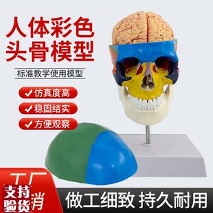 教学仿真1d:1人体颅脑解剖模型附颈椎及脑动脉彩色头骨色性分离
