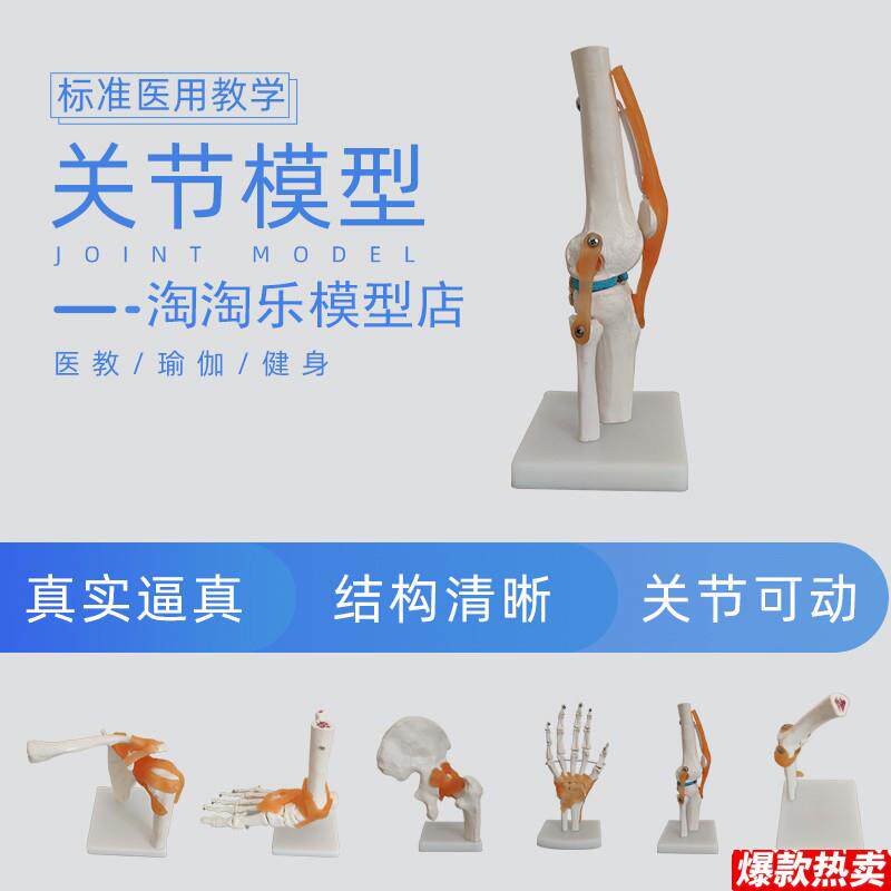 人体膝关节肩关节肘z髋手脚加固骨骼模型医学教用韧带颈椎腰椎塑