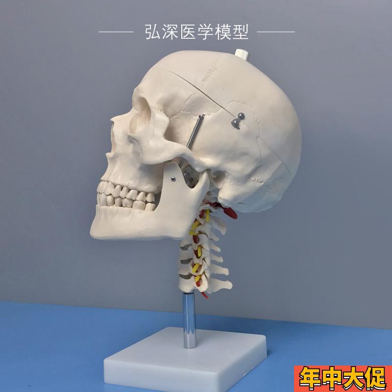 头骨带颈椎模型人体头颅骨头颈动脉骷髅骨骼拆解S活动医学教学模