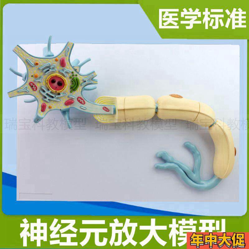 神经元模型 神经细胞 突触解剖树突E细胞核脊髓脊神经中枢医用教
