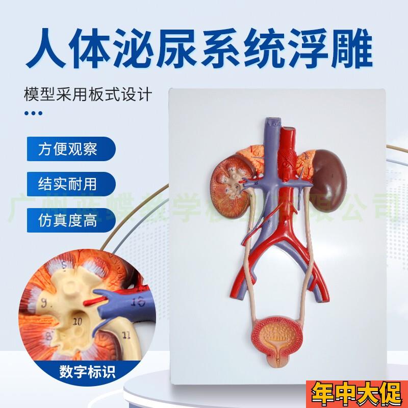 正品 人体泌尿系统模型 肾模型 输尿管H 膀胱尿道模型 医学 泌尿