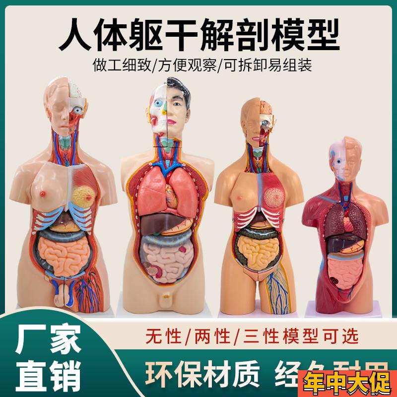 人体解剖模型器官可拆卸t医学教学人体器官模型躯干系统结构图解