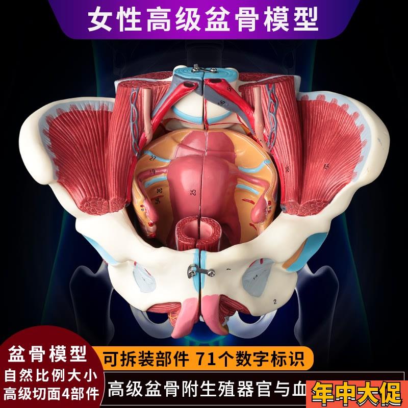 女性人体骨盆g附生殖器官血管神经肌肉解剖分娩演示教学盆底肌模