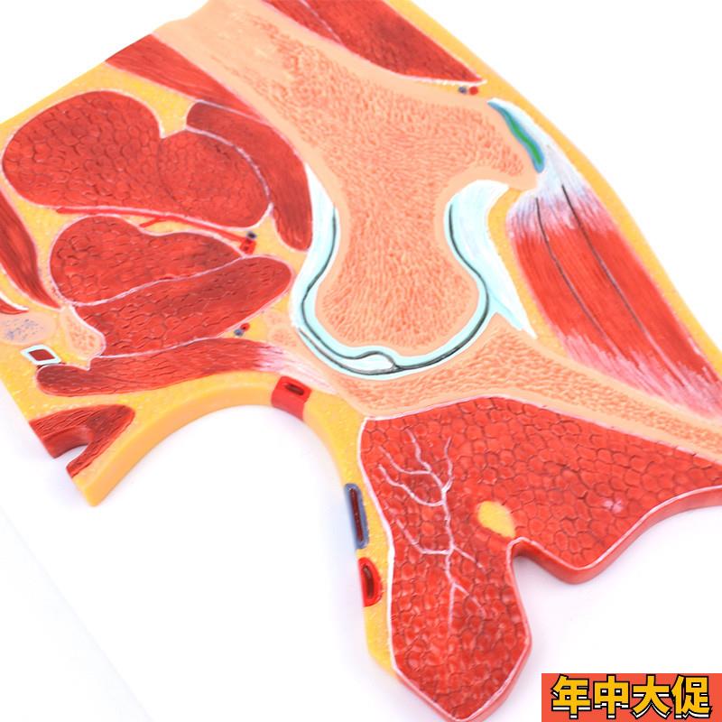ENOVO颐诺医学解剖髋关节骨骼肌肉模型髋关节剖面髋关节X构造MRI