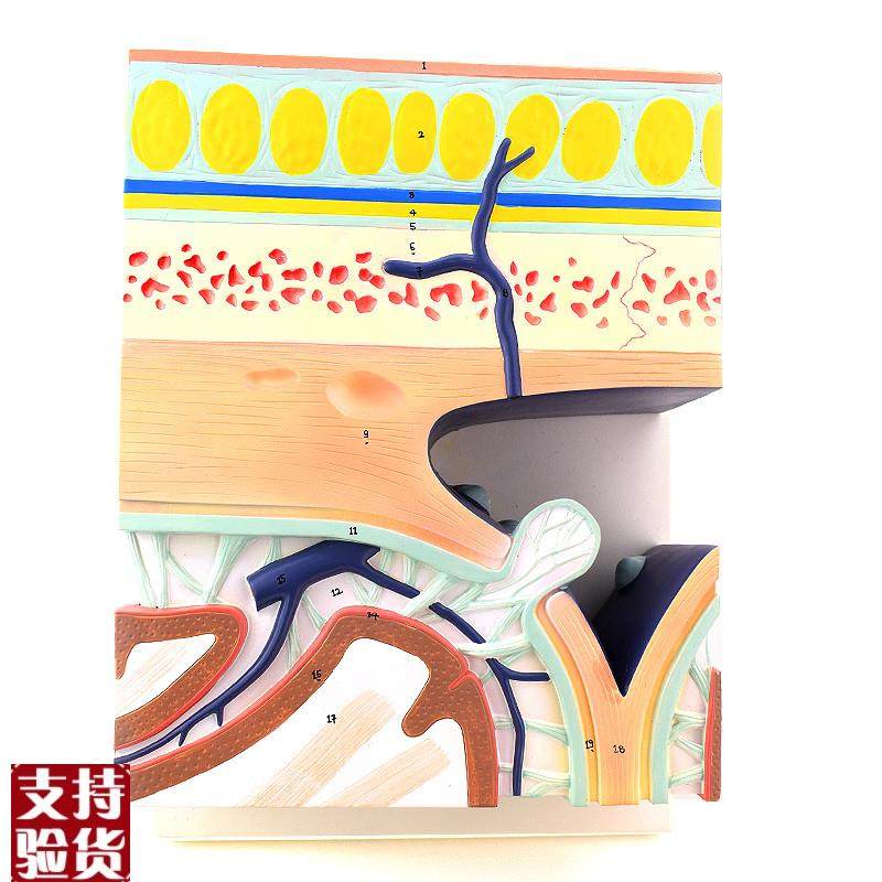 ENOVOe颐诺颅底模型人体头颅骨模型硬脑膜窦头皮层次解剖结构头皮,文具电教/文化用品/商务用品,教学标本/模型,淘宝优惠券,粉丝福利购,淘宝优惠卷