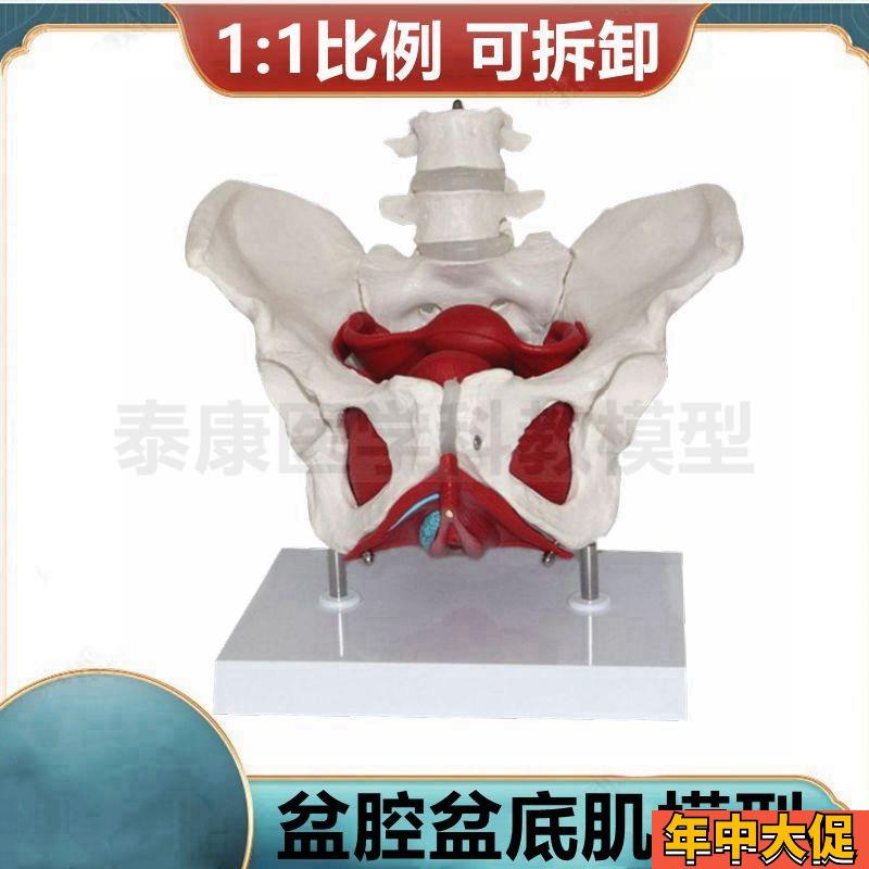 女骨盆模a型 盆腔器官 盆底肌会阴解剖 产科临床教学 家政月嫂培