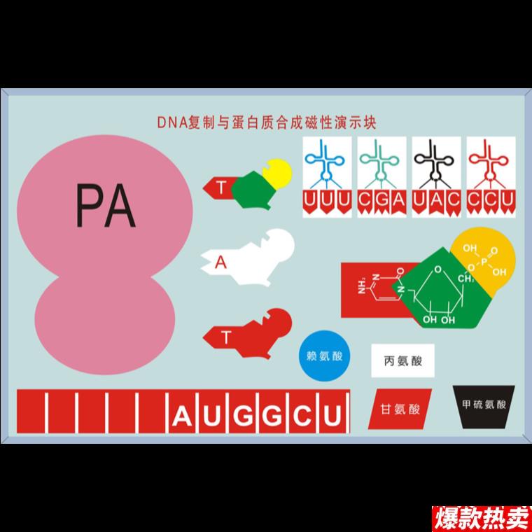 DNA复制模型蛋白质合成演示转录翻译修饰x生物教学实验初高中学校