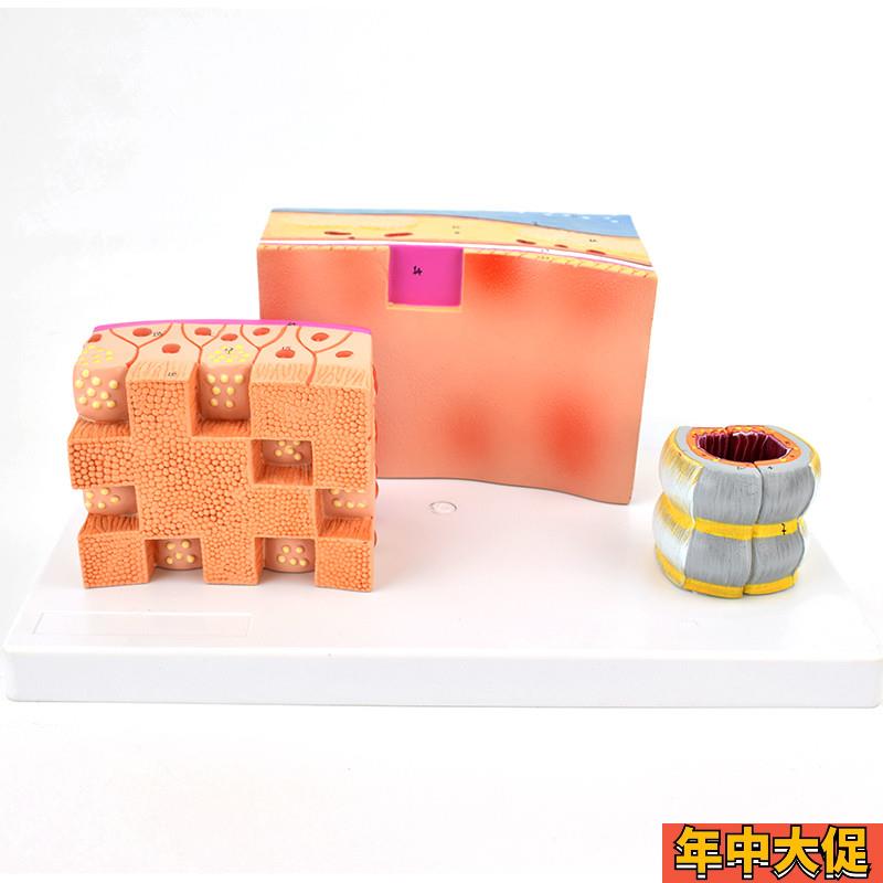 ENOVO颐诺气管解剖结构模w型气管壁喉解剖医学音乐教学喉软骨模型