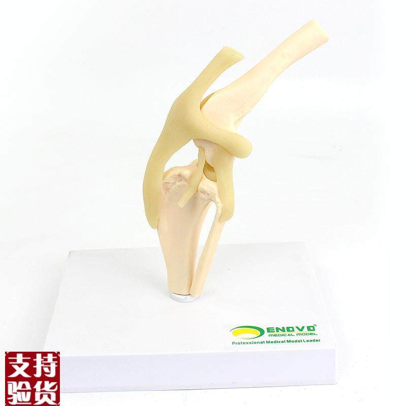 颐诺ENOVO狗犬膝关节模型犬关节韧带骨头动物R骨骼标本骨质疏松宠,文具电教/文化用品/商务用品,教学标本/模型,淘宝优惠券,粉丝福利购,淘宝优惠卷