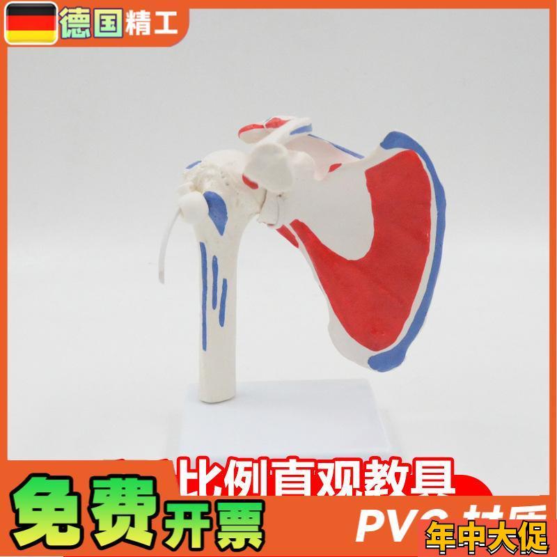 德国】肩关节模型l可拆可弯曲带肌肉起止点骨科健身瑜伽教学演示