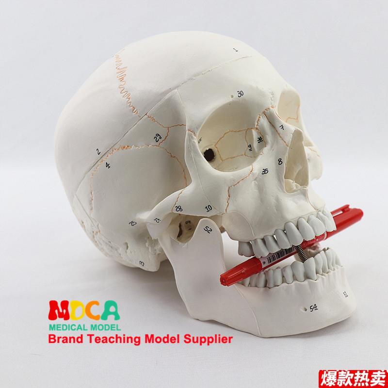 仿真人体标准头骨d模型可拆卸医学艺用神经骨科头颅标本教学模具