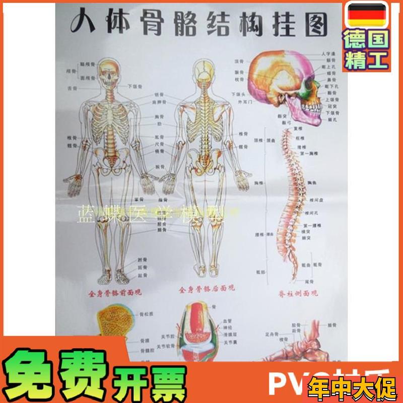 人体骨架图谱 骨骼图 大号挂图 医学挂图 人P体骨架解剖图谱 防水