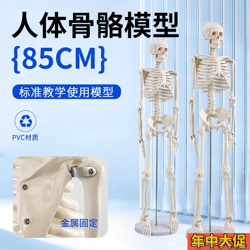 85cm人体骨骼模型 全身骨架z人体模型成人小骷髅教学模型脊椎模型