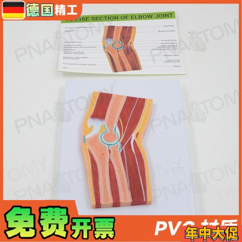 德国】人体MRI肘关节骨骼肌肉剖面构造解剖N模型医学骨科疼痛科教
