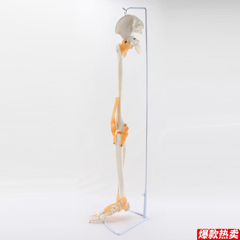 人体下肢模型髋关节韧带C膝关节膝盖活动弯曲脚足骨四肢仿真骨科