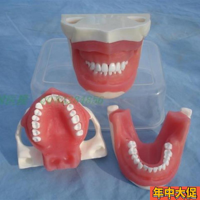 ENOVO颐诺口腔执业考核拔牙麻醉D拔牙模型口腔外科教学实习模型口