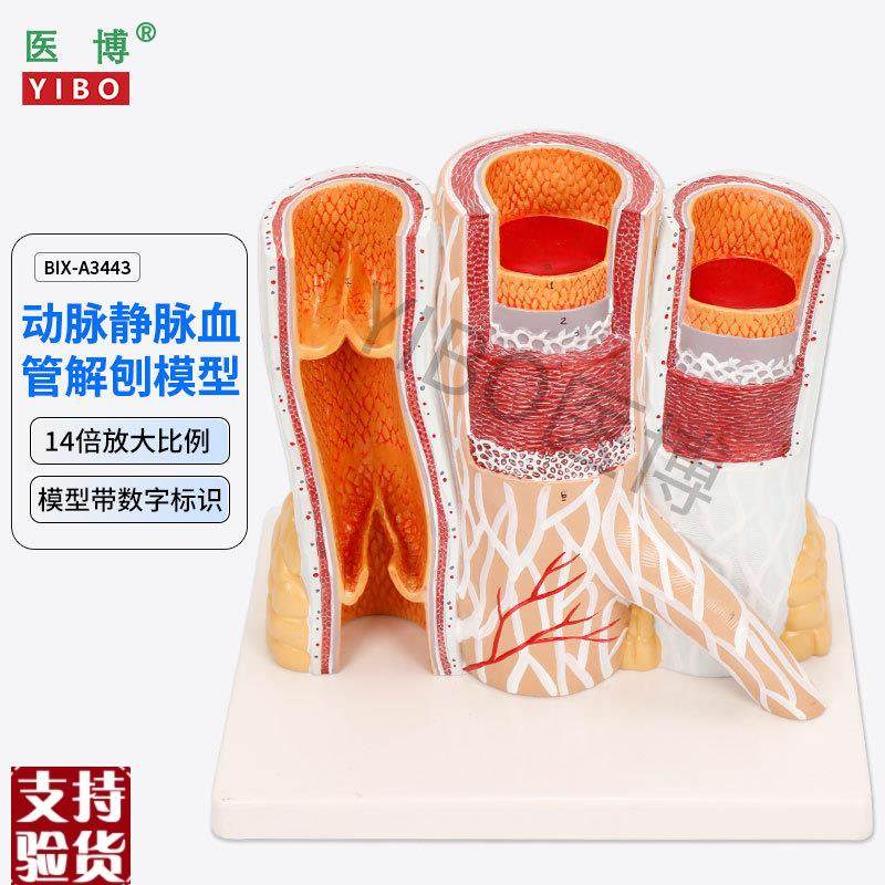 医博BIX-A34j43动脉静脉血管解刨模型人体血管解刨放大模型血管切,文具电教/文化用品/商务用品,教学标本/模型,淘宝优惠券,粉丝福利购,淘宝优惠卷