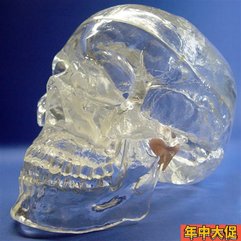 颐诺正品透明人体头颅q骨解剖模型水晶头骨神经科X光介入模型