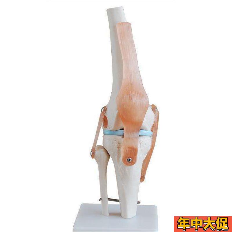 自然大膝关节模型人o体膝关节模型关节骨头模型医学教 学模型