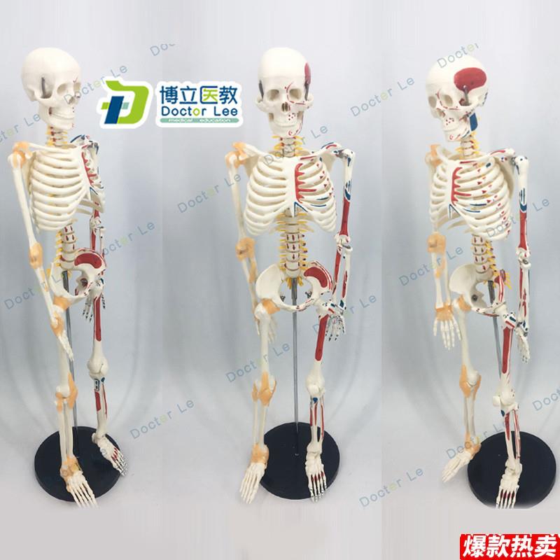 可活动骨架标肌肉解剖脊椎骷髅小针刀正骨针灸85scm人体骨骼模型