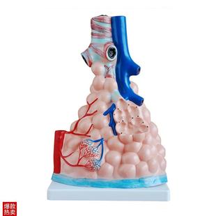 人体肺泡放大模型肺部解剖模型肺泡展O示教学模型医学模型