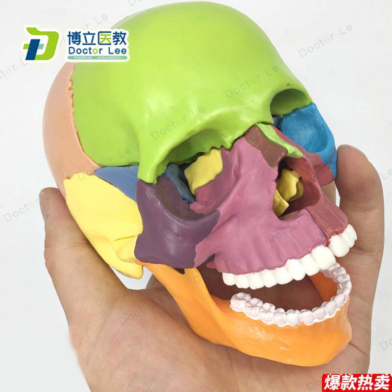 15部件头颅骨模型彩色头骨模型医用牙科诊所教学J用具可拆卸
