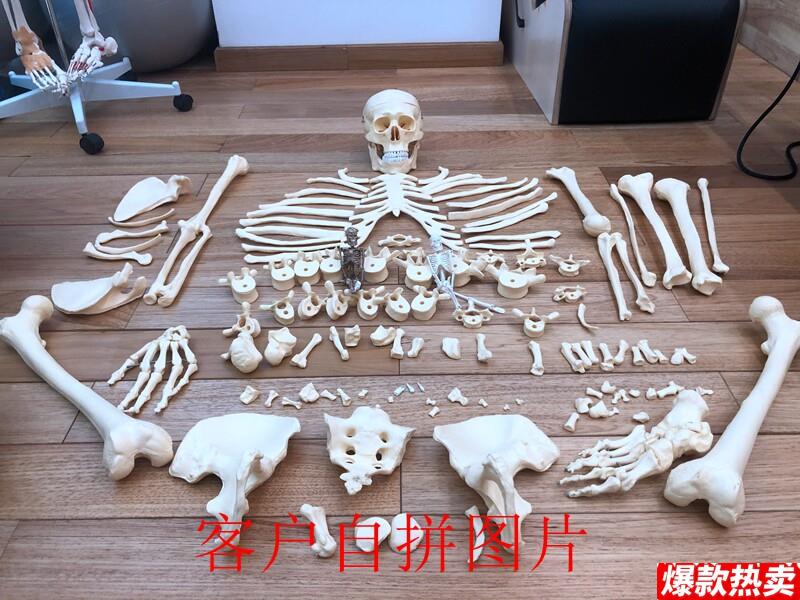 人体1:1人体骨骼散骨骷髅骨架教学模型医用c讲解展示标本玩具