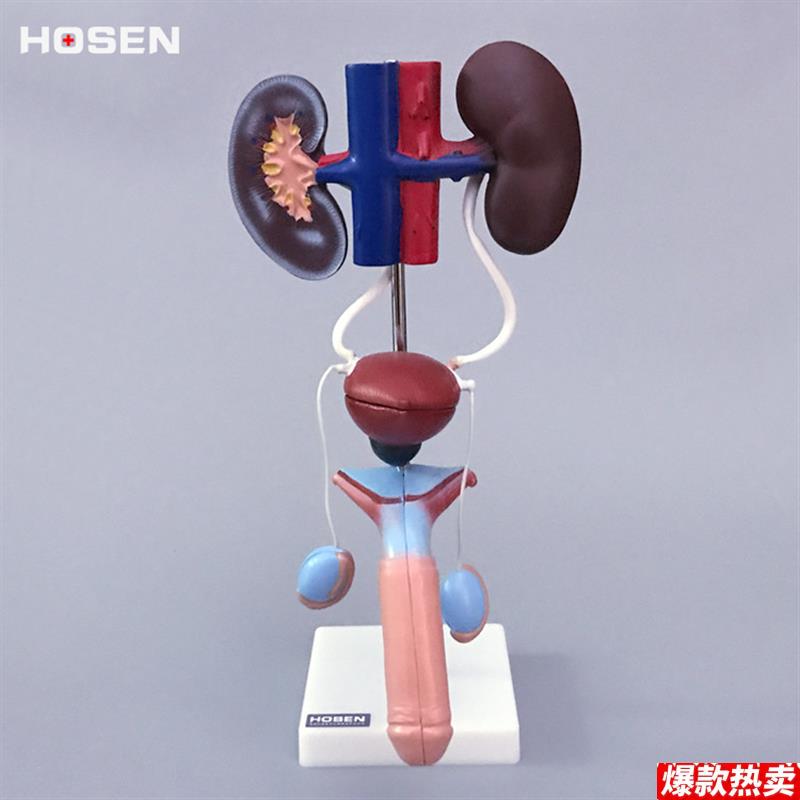 男性泌尿Z生殖系统模型肾脏解剖模型模具膀胱输尿管结构造立体教